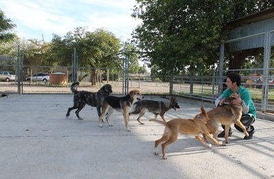 El centro de protección animal de la Diputación de Zaragoza atendió en 2016 a 263 perros recogidos por la provincia
