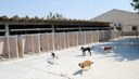 El centro de protección animal de la Diputación de Zaragoza atendió en 2017 a 266 perros recogidos por la provincia 