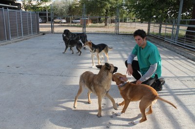 El centro de protección animal que la Diputación de Zaragoza tiene en Movera atendió en 2015 a 262 perros sin dueño