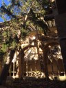 Los fuertes vientos del fin de semana derriban uno de los árboles del claustro del monasterio de Veruela